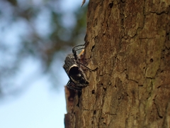 Trogodendron mirabilis
