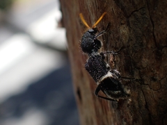 Trogodendron mirabilis