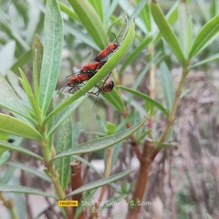 Oncopeltus nigriceps