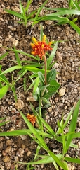 Palicourea officinalis