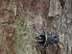 Trogodendron mirabilis