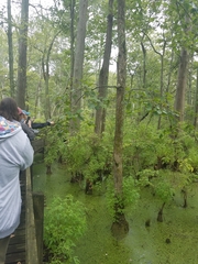 Populus heterophylla