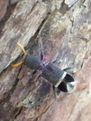 Trogodendron mirabilis