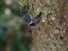 Trogodendron mirabilis