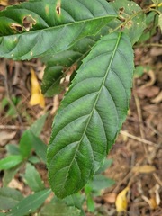 Itea parviflora
