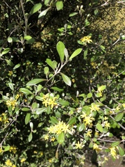 Corokia cotoneaster