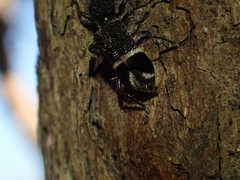 Trogodendron mirabilis