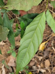 Itea parviflora