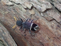 Trogodendron mirabilis