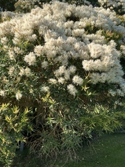 Melaleuca styphelioides