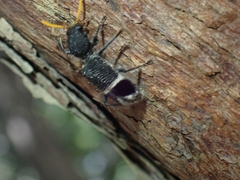 Trogodendron mirabilis