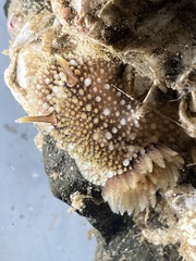 Onchidoris bilamellata