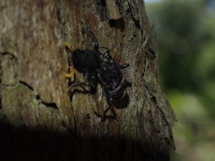 Trogodendron mirabilis