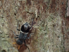 Trogodendron mirabilis