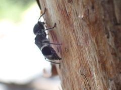 Trogodendron mirabilis