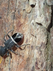 Trogodendron mirabilis