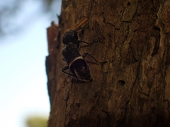 Trogodendron mirabilis