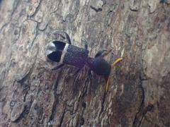 Trogodendron mirabilis