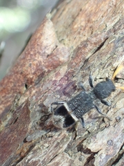 Trogodendron mirabilis