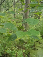 Populus heterophylla