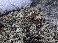 Xanthoparmelia cumberlandia