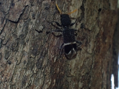 Trogodendron mirabilis