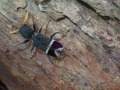 Trogodendron mirabilis