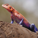 Mwanza Flat-headed Rock Agama - Photo (c) Nik Borrow, some rights reserved (CC BY-NC)