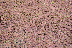 Azolla rubra