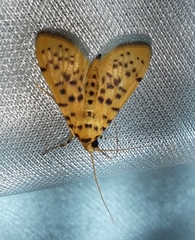 Conogethes