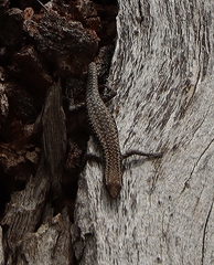 Cryptoblepharus pannosus