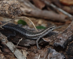 Cryptoblepharus pannosus