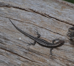 Cryptoblepharus pannosus