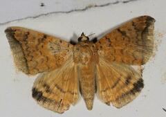 Achaea albitermia