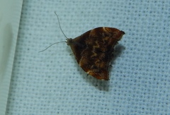 Choreutis aegyptiaca