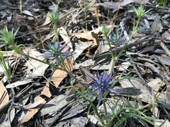 Eryngium ovinum