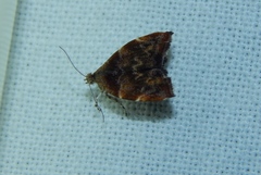 Choreutis aegyptiaca