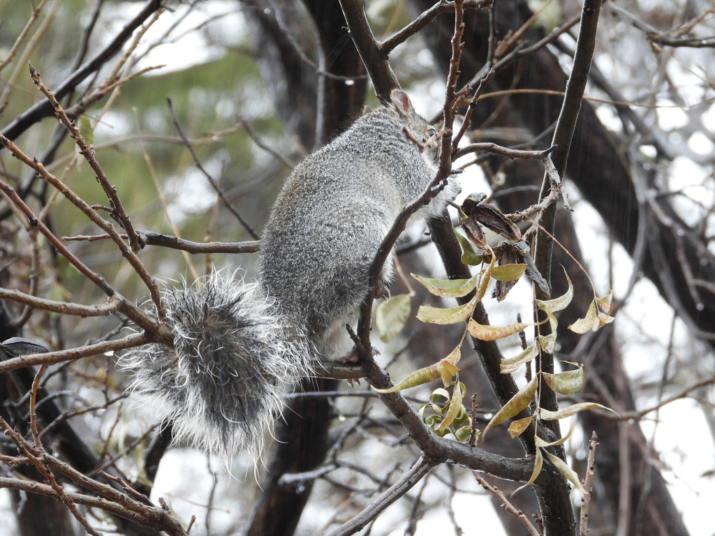 Arizona Gray Squirrel