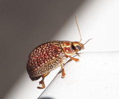 Paropsisterna decolorata