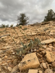 Eriogonum batemanii