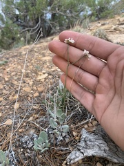 Eriogonum batemanii