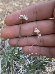 Eriogonum batemanii