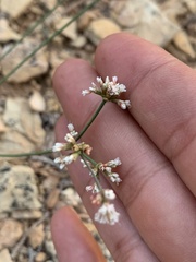 Eriogonum batemanii