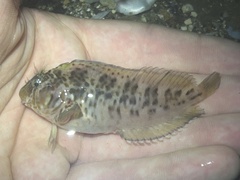 Hypleurochilus geminatus