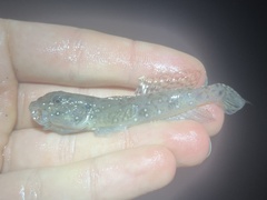 Ctenogobius smaragdus