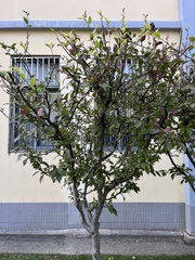 Malus halliana
