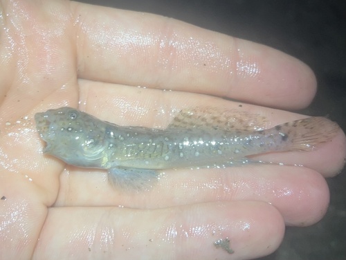 Emerald goby (Ctenogobius smaragdus) — Gobiidae — 2