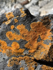 Variospora thallincola