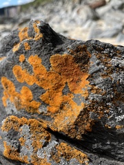 Variospora thallincola