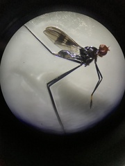 Taeniapterinae